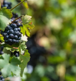 Buteljcna vina dornberk