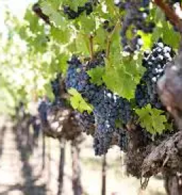 Dobra domaca vina stajerska