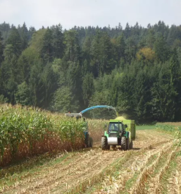 Prodaja semen koruze slovenija