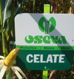 Prodaja semen koruze slovenija