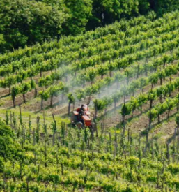Vrhunska vina v vipavski dolini dornberk