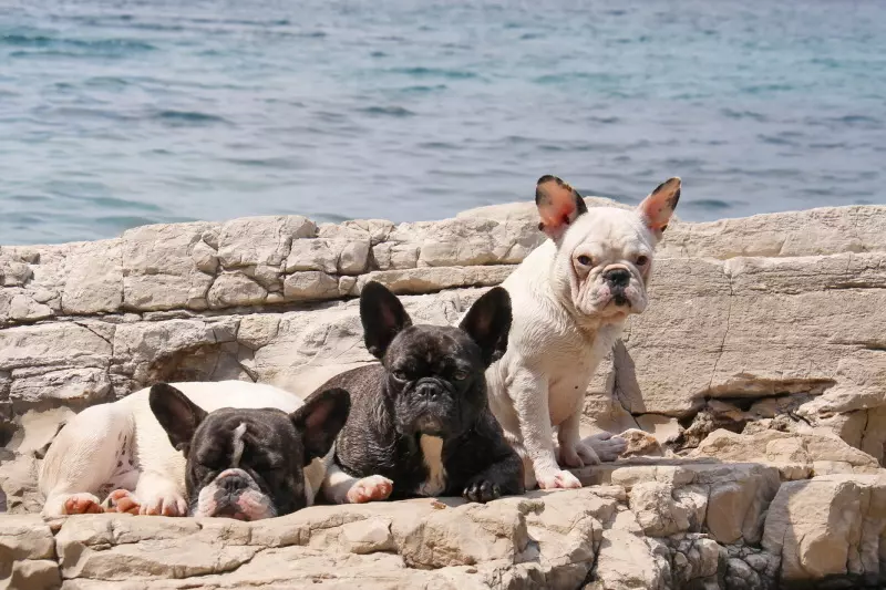 Dober veterinar Ptuj