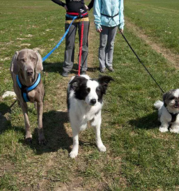 Online prodaja hrane in opreme za male zivali slovenija
