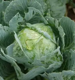 Prodaja ekolosko pridelane zelenjave maribor stajerska