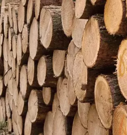 Secnja spravilo in prevoz lesa na podravskem
