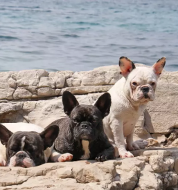 Trgovina in lekarna za male živali ptuj