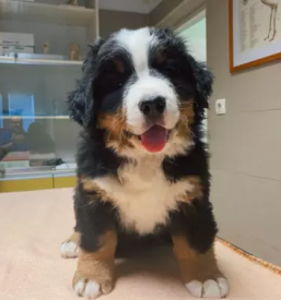 Veterinarska oskrba Ptuj