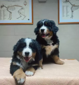 Veterinarske storitve ptuj