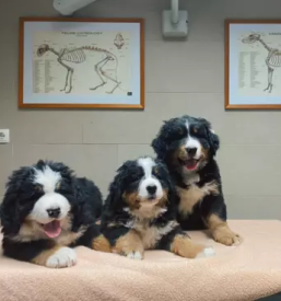 Veterinarska bolnica Ptuj