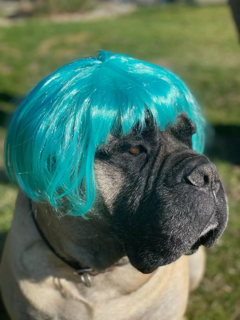 Veterinarske storitve Ptuj