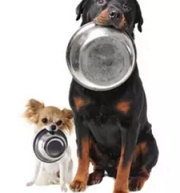 Hrana za pse savinjska