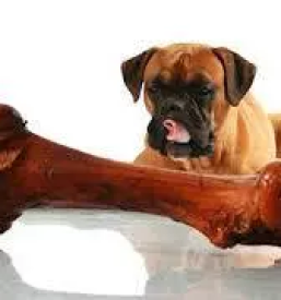 Hrana za pse savinjska