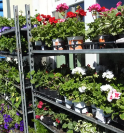 Zeleni program dolenjska