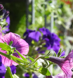 Zeleni program dolenjska