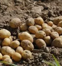 Domači krompir Cerklje na Gorenjskem dobite pri nas