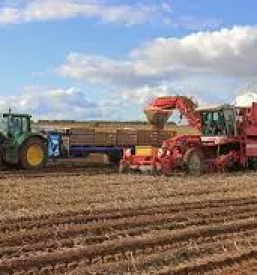 Domači krompir Cerklje na Gorenjskem - naročite pri nas