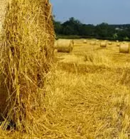 Domači krompir Cerklje na Gorenjskem - Franc Jenko