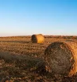 Okusna kisla repa Cerklje na Gorenjskem