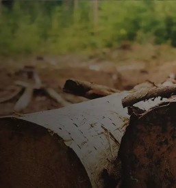 Prevoz hlodovine po Sloveniji in Evropi