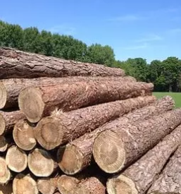 Razrez lesa ljubljana okolica