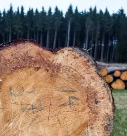 Razrez lesa ljubljana okolica