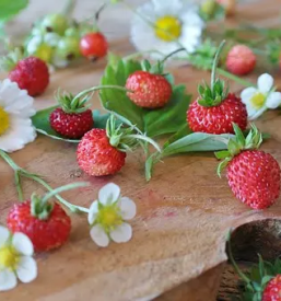 Odkup in prodaja vseh vrst gob v sloveniji