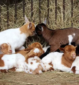 Prodaj kozlickov slovenija