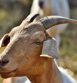 Prodaj kozlickov slovenija