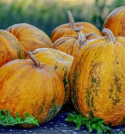 Prodaja bucnega olja stajerska