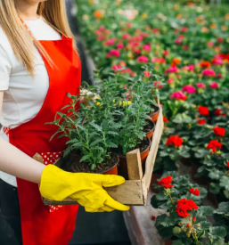Prodaja cvetja, lončnic in okrasnih rastlin