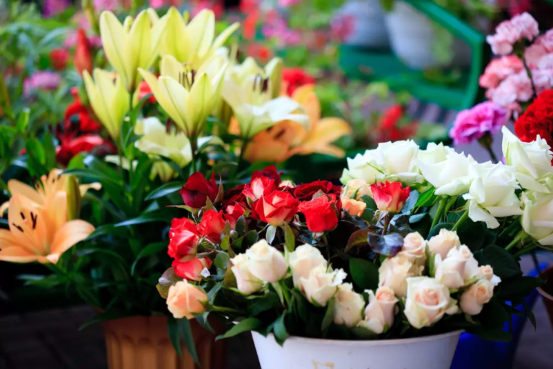 veleprodaja cvetja Slovenija