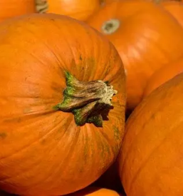 Kvalitetno bucno olje stajerska