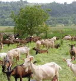 Prodaja gozdnih gob in gozdnih sadezev slovenija