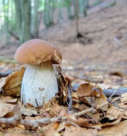 Svezi jurcki slovenija