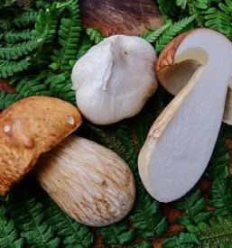 Svezi jurcki slovenija