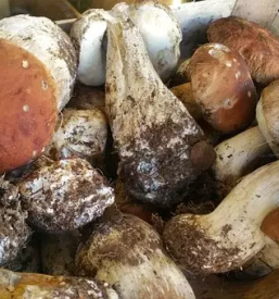 Svezi jurcki slovenija