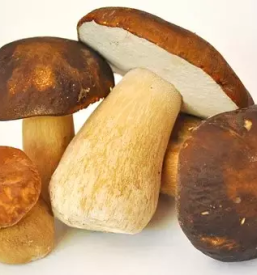 Svezi jurcki slovenija