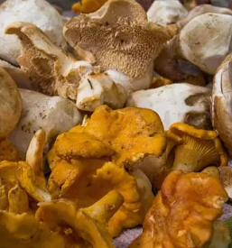 Svezi jurcki slovenija