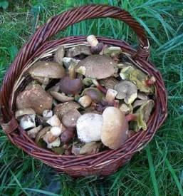 Svezi jurcki slovenija