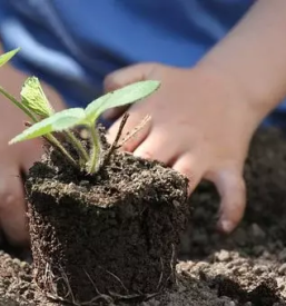 Prodaja sadik za podjetja