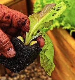 Ugodna prodaja sadik