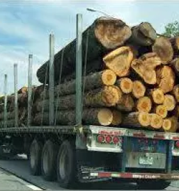 Odkup lesa goriska