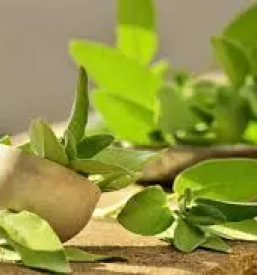 Svetovanje na podrocju ekologije in naravovarstva slovenija