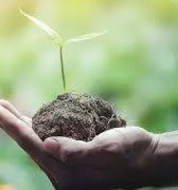 Svetovanje o zdravilnih rastlinah slovenija