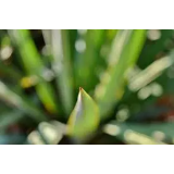 HEMPIRE, LUKA KLEMENČIČ S.P., EKOLOŠKO SVETOVANJE IN POSREDNIŠTVO