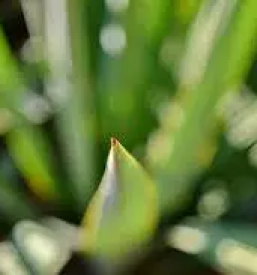 Svetovanje o zdravilnih rastlinah slovenija