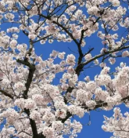 Individualna psihoterapija murska sobota