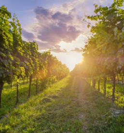 Lep razgled na moravce