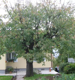 Podiranje dreves stajerska