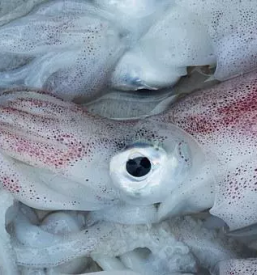 Ribja restavracija kozina hrpelje